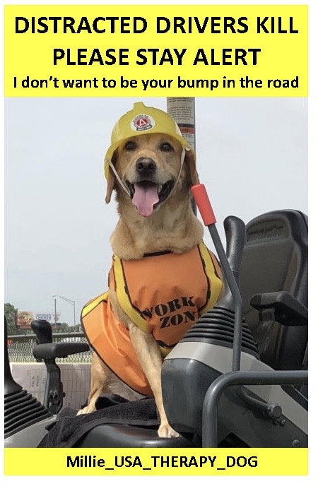 Millie, a yellow Labrador Retriever, wears a yellow hard hat and an orange safety vest that says Work Zone while sitting in the seat of a tractor. Text on a frame around the image says Distracted Drivers Kill. Please Stay Alert. I don't want to be your bump in the road. Millie_USA_Therapy_Dog
