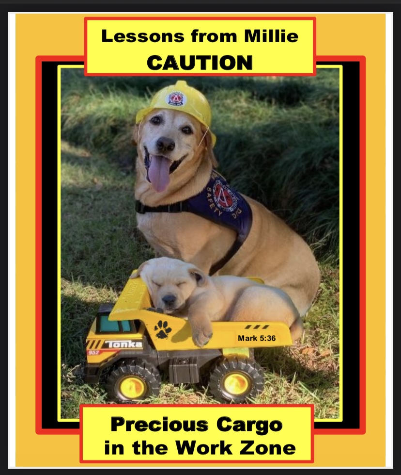 Millie, a yellow Labrador Retriever wearing a yellow hard hat and service vest, stands behind a small yellow Tonka truck holding a sleeping puppy in a graphic that says Caution, Precious Cargo in the Work Zone