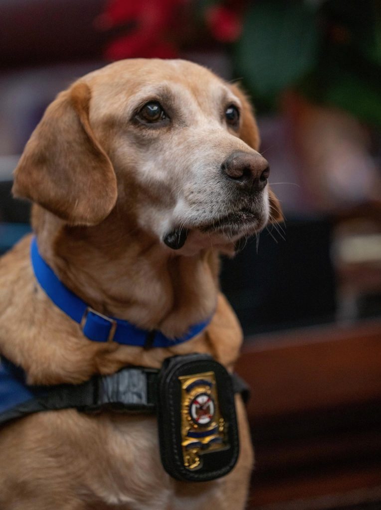 Millie, a yellow Labrador Retriever, wears an official Alabama Law Enforcement Agency badge on her service vest