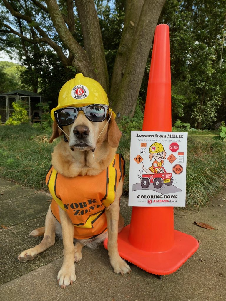 Millie, a yellow Labrador Retriever, wearing a yellow hard hat, sunglasses, and an orange safety vest with the words WORK ZONE on it stands next to an orange traffic cone with the Lessons from Millie coloring book taped to it