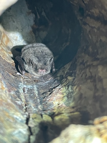 The endangered northern long-eared bat
