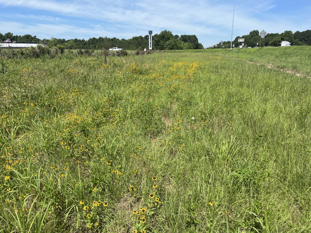 The image shows a patch of yellow wildflowers growing along the side of a highway. The flowers are in bloom and the background shows a grassy field and a busy highway with several vehicles.