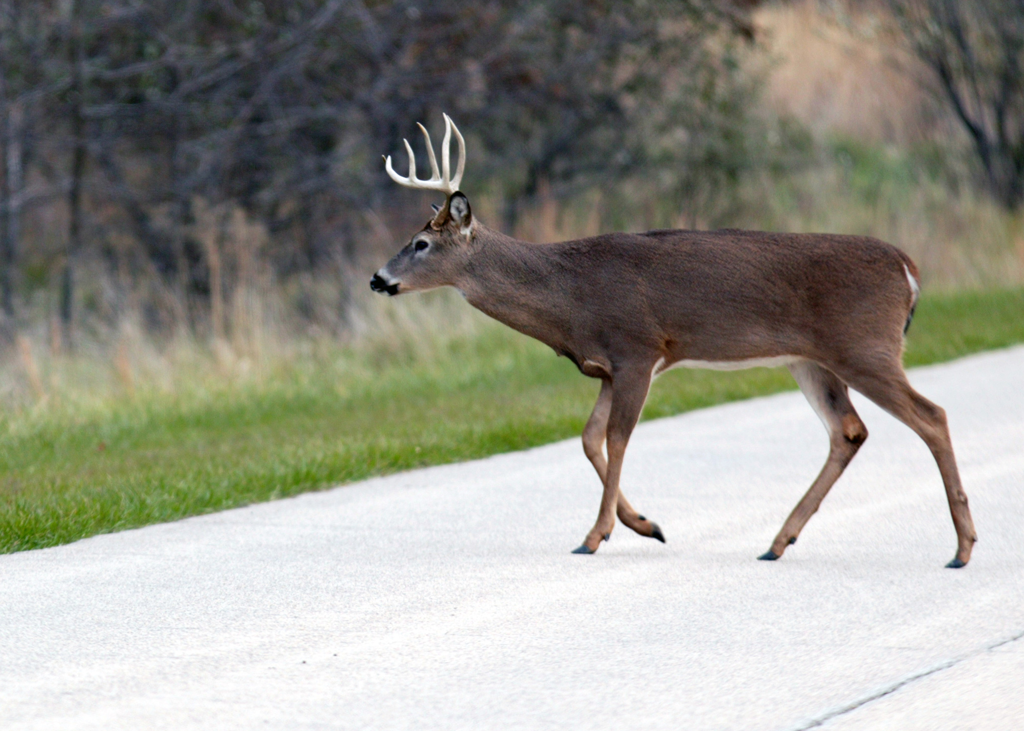 A whitetail deer walking across a paved road