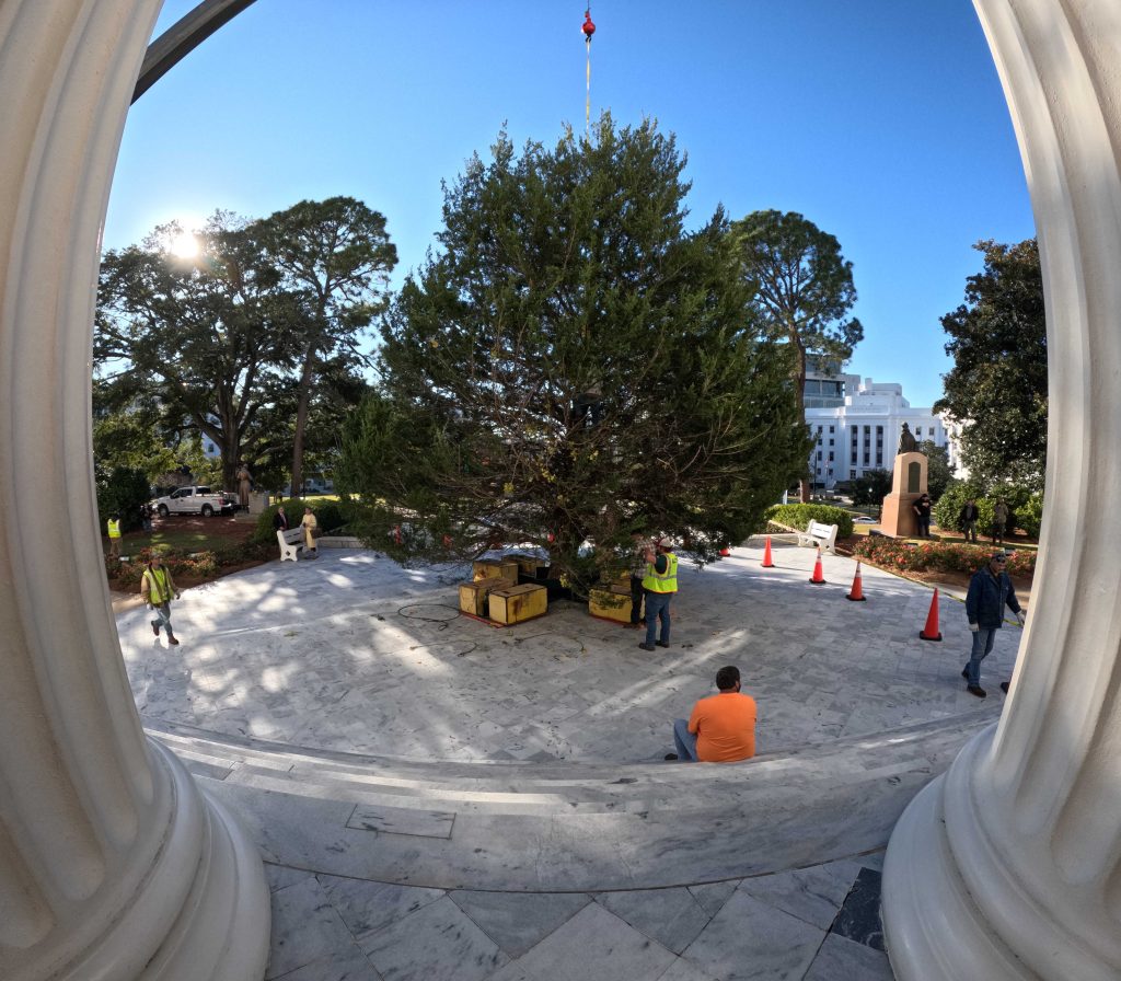 A large Christmas tree being set up in front of the Alabama State Capitol. Workers are seen preparing the tree for lighting.