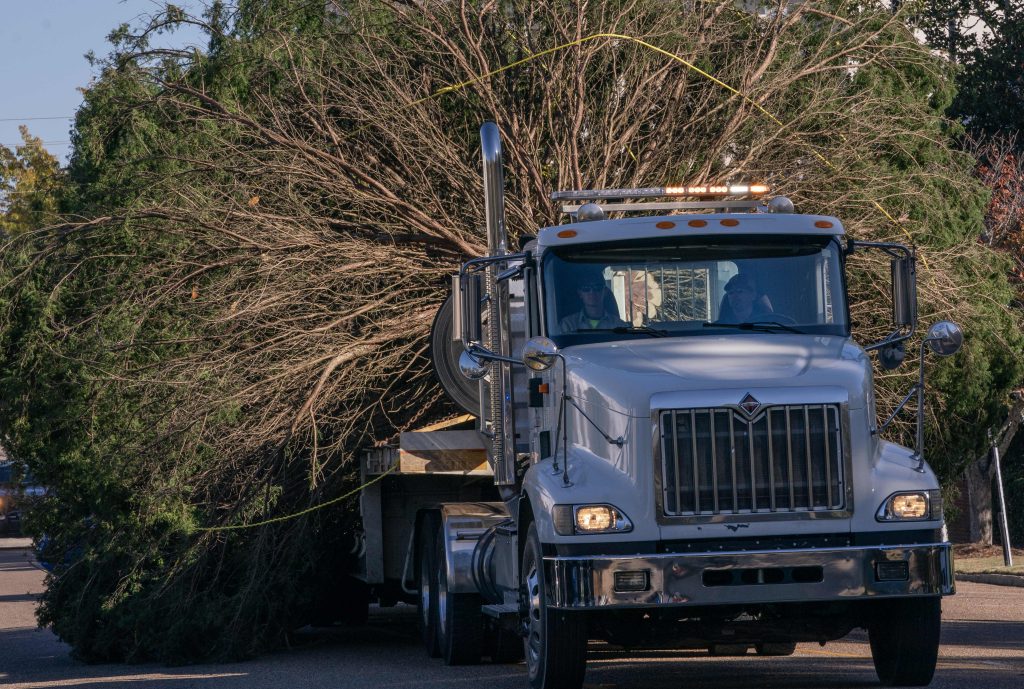 A large Christmas tree is being transported on a flatbed truck. The tree is secured with ropes.